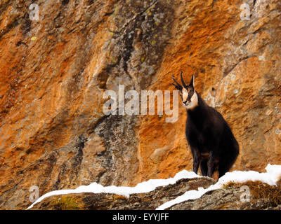 Gämse (Rupicapra Rupicapra), auf Felsen Wand, Italien, Gran Paradiso Nationalpark Stockfoto