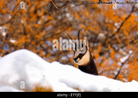 Gämse (Rupicapra Rupicapra), Portrait im Schnee, Italien, Gran Paradiso Nationalpark Stockfoto