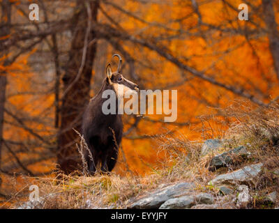 Gämse (Rupicapra Rupicapra), Gemsen im herbstlichen Wald, Italien, Gran Paradiso Nationalpark Stockfoto