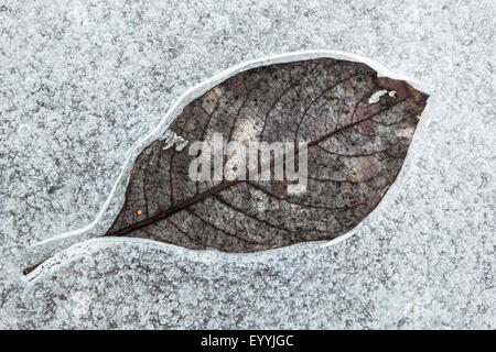 Herbst Blatt im Eis, Norwegen, Oppland, Mageli Stockfoto