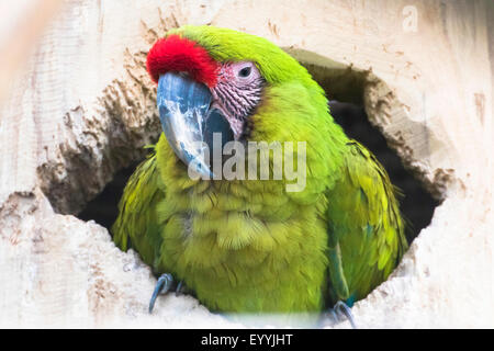 Soldatenara (Ara Militaris), in Schachteln Höhle, Deutschland Stockfoto