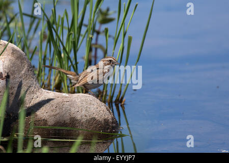 Singammer (Melospiza Melodia), auf einen trinken Suche am Ufer des Flusses, Phoenix, Arizona, USA und Salt River Stockfoto