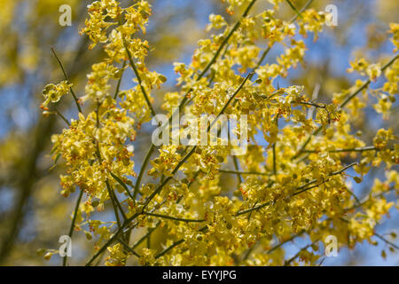 Blaue Palo Verde (Parkinsonia Florida), blühenden Zweig, USA, Arizona, Sonora, Phoenix Stockfoto