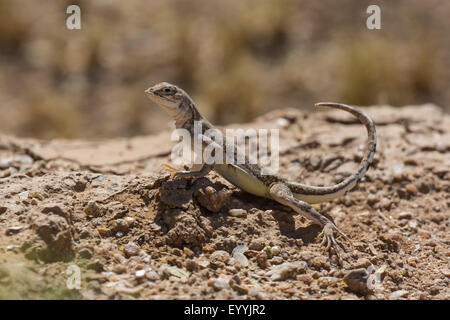 Zebratail Eidechse, Zebra-angebundene Eidechse (Callisaurus Draconoides), erstreckt sich das Heck nach oben, USA, Arizona, Sonora Stockfoto