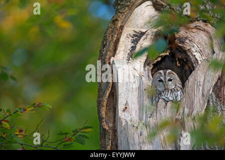 Eurasische Waldkauz (Strix Aluco), ruht in einer Baumhöhle in der Tageszeit, Deutschland Stockfoto