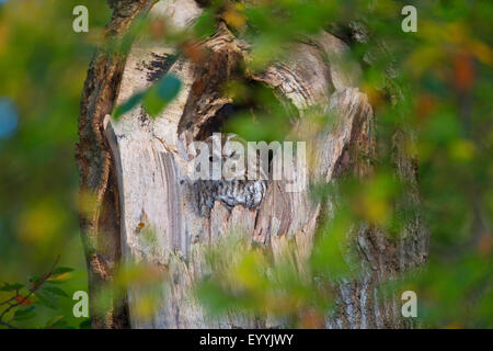 Eurasische Waldkauz (Strix Aluco), ruht in einer Baumhöhle in der Tageszeit, Deutschland Stockfoto