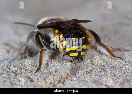 Wolle Karde Biene (Anthidium Manicatum, Anthidium Aronstab), Männlich, Deutschland Stockfoto