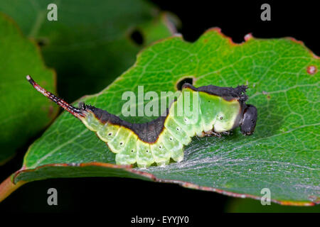 Puss Moth (Cerura Vinula, Dicranura Vinula), Raupe auf einem Blatt, Deutschland Stockfoto