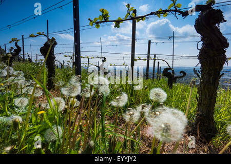 Rebe, Weinrebe (Vitis Vinifera), Rebe-Hof im Frühjahr mit Löwenzahn Samenköpfe, Deutschland, Sachsen, Radebeul Stockfoto