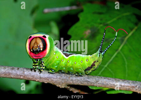 Puss Moth (Cerura Vinula, Dicranura Vinula), Verteidigung Haltung einer Raupe, Deutschland Stockfoto