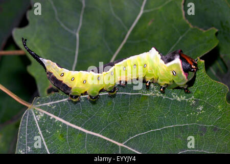 Puss Moth (Cerura Vinula, Dicranura Vinula), Raupe auf einem Blatt, Deutschland Stockfoto