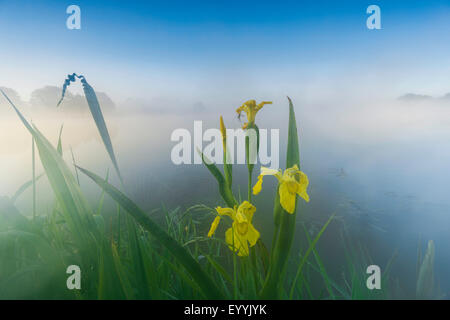 gelb blühende gelbe Iris, Iris, gelbe Flagge (Iris Pseudacorus) bei Sonnenaufgang am See Poehl, Deutschland, Sachsen, Talsperre Poehl Stockfoto