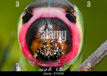 Puss Moth (Cerura Vinula, Dicranura Vinula), Portrait einer Raupe, Deutschland Stockfoto