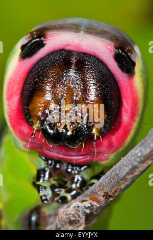 Puss Moth (Cerura Vinula, Dicranura Vinula), Portrait einer Raupe, Deutschland Stockfoto