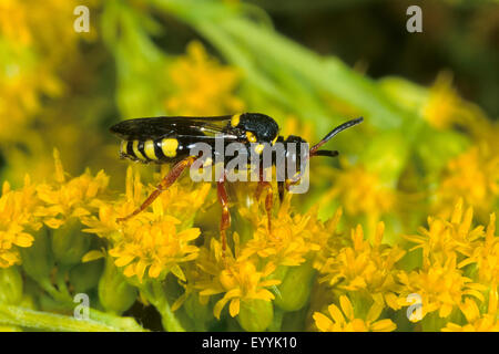 Kuckuck Bee (Nomada Art), gelbe Blüten, Deutschland Stockfoto