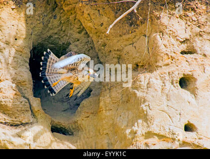 Europäische Turmfalke, Eurasian Kestrel, Old World Turmfalke, Turmfalken (Falco Tinnunculus), mit Gefangenen Maus vor Zucht Höhle, Österreich, Burgenland Stockfoto