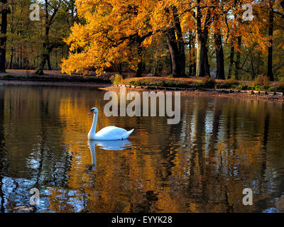 Höckerschwan (Cygnus Olor), Swins an einem See im Herbst, Deutschland, Sachsen, Oberlausitz, Bad Muskau Stockfoto