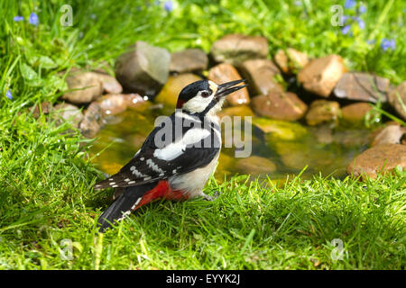 Buntspecht (Picoides major, Dendrocopos großen), Männlich, trinken an der Tränke im Garten, Deutschland Stockfoto