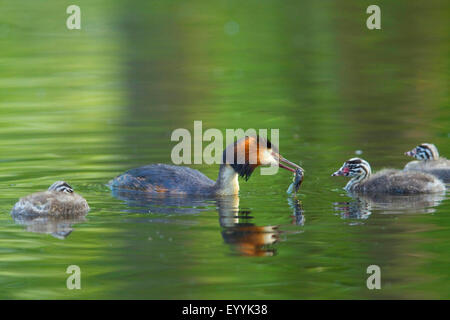 Great crested Haubentaucher (Podiceps Cristatus), Altvogel mit Futter in die Rechnung mit drei Jungtiere schwimmen auf dem Wasser, Deutschland Stockfoto