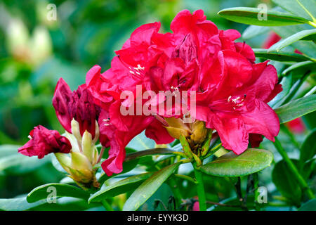 Rhododendron (Rhododendron "Kleine Wunder", Rhododendron kleine Wunder), Sorte, die kleinen Wunder Stockfoto