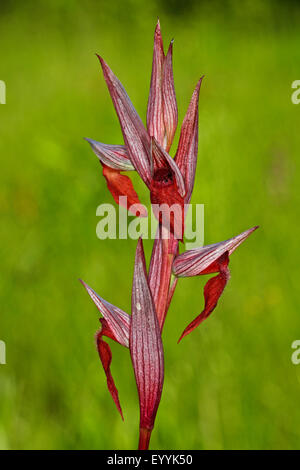 Lange Lippen Serapias, Pflug-Anteil Serapias (Serapias Vomeracea), Blütenstand Stockfoto