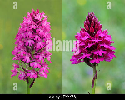 Pyramiden-Orchidee (Anacamptis Pyramidalis, Orchis Pyramidalis), Komposition von zwei Bildern, Deutschland Stockfoto