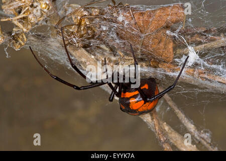 Europäische Schwarze Witwe, südliche Schwarze Witwe, Weibchen in einem Web, europäische schwarze Witwe, Malmignatte Spinne, Karakurt (Latrodectus Tredecimguttatus, Latrodectus Lugubris) Stockfoto