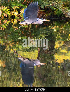 Graureiher (Ardea Cinerea), im Flug über den Fluss Alster, Deutschland, Hamburg Stockfoto