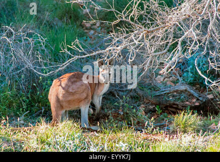 roter Känguruh, Ebenen Kangaroo, blau Flieger (Macropus Rufus, Megaleia Rufa), in seinen Lebensraum, Australia, Western Australia, Cape Range National Park Stockfoto