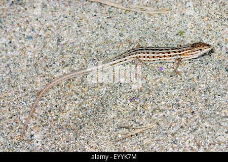 Spanisches Psammodromus (Psammodromus Hispanicus), in den sand Stockfoto