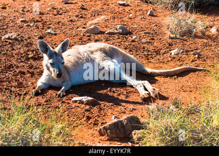 Wallaroo, gemeinsame Wallaroo, Euro, Hügel Känguru (Macropus Robustus), Lys auf dem Boden ruhen, Australia, Western Australia, Cape Range National Park, Yardie Creek Schlucht Stockfoto