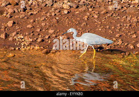 White-faced Silberreiher (Egretta Novaehollandiae), im flachen Wasser, Australia, Western Australia, Cape Range National Park, Yardie Creek Schlucht Stockfoto