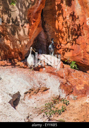 Reef Heron (Egretta Sacra), mit Verschachtelung Material in der Stückliste, Australia, Western Australia, Cape Range National Park, Yardie Creek Schlucht Stockfoto