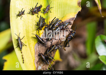 Östlichen Lümmel Grashüpfer (Romalea Microptera), Nymphe, die Fütterung auf feed Werk, USA, Florida Stockfoto