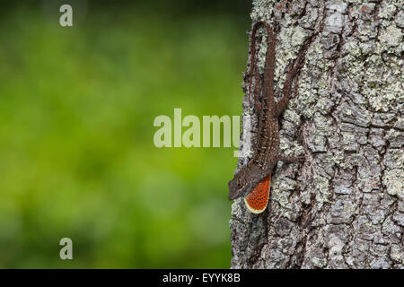 Braune Anole, kubanische Anole (Anolis Sagrei, Norops Sagrei), Männlich, die Anzeige seiner Wamme, USA, Florida Stockfoto