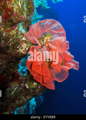 Spanische Tänzerin (Hexabranchus Sanguineus), Ei-Band in einem Korallenriff, Ägypten, Rotes Meer, Safaga Stockfoto