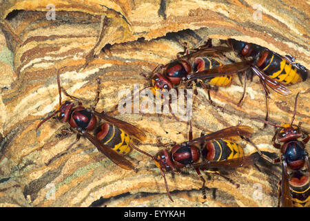 braune Hornisse, Europäische Hornisse (Vespa Crabro), Hornisse, Hornissen in ein Hornissennest, Deutschland Stockfoto