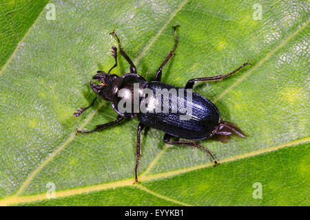 Platycerus Cribatus, blaue Hirschkäfer (Platycerus Caraboides, Systenocerus Cribatus, Platycerus Cribatus), männliche auf einem Blatt, Deutschland Stockfoto