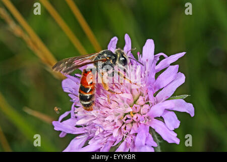 Witwenblume Mining Bee (Andrena Hattorfiana), auf einer Witwenblume Blume, Deutschland Stockfoto