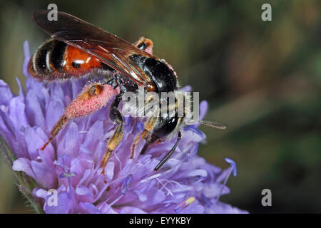 Witwenblume Mining Bee (Andrena Hattorfiana), auf einer Witwenblume Blume, Deutschland Stockfoto