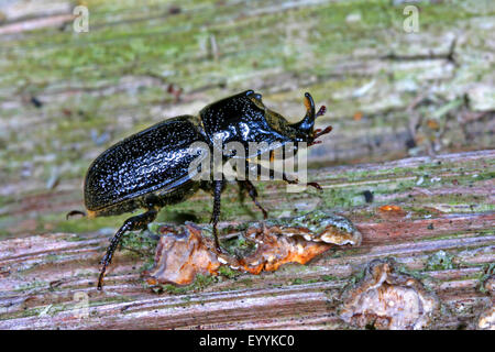 Nashornkäfer, kleinen europäischen Nashornkäfer (Sinodendron Cylindricum), Männchen auf Rinde, Deutschland Stockfoto