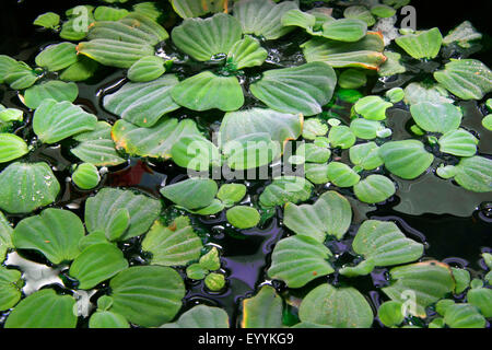 Wasser, Salat, Kohl, Shellflower (Bahnfahrer Stratiotes), Wasser, auf einem Teich, Deutschland Stockfoto