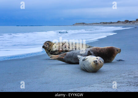 graue Dichtung (Halichoerus Grypus), Gruppe am Strand, Deutschland, Schleswig-Holstein, Helgoland Stockfoto