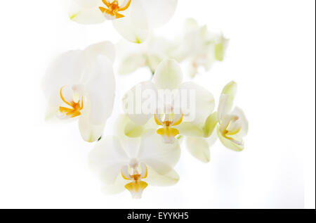 Orchidee auf weißem Hintergrund Stockfoto