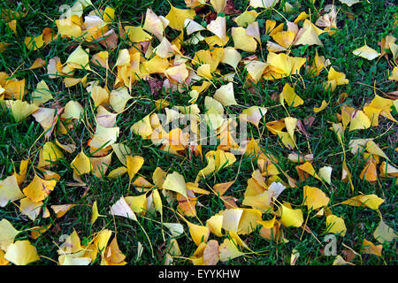 tausend-Baum, Ginkgo-Baum, Ginkgo Baum, Ginko-Baum (Ginkgo Biloba), Herbstlaub auf einer Wiese, Deutschland Stockfoto