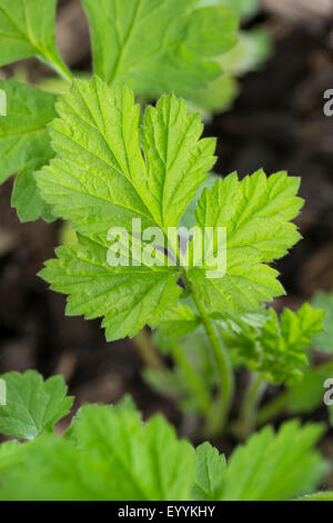 gemeinsamen Avens, Holz Avens, Klee-Wurzel (Geum Urbanum), Blätter kurz vor der Blüte, Deutschland Stockfoto