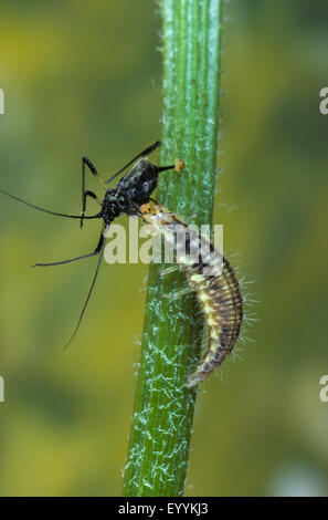 Grünen Florfliegen, grüne Spitze-Flügel (Chrysoperla Carnea, Chrysopa Carnea, Anisochrysa Carnea), Larve, die Jagd auf eine tlja, Deutschland Stockfoto