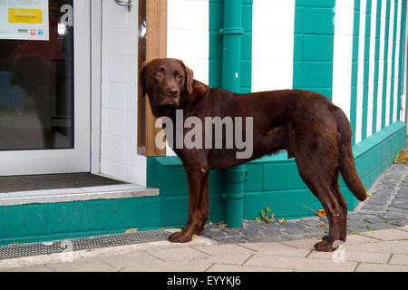 Labrador Retriever (Canis Lupus F. Familiaris), Labrador warten vor dem Eingang eine Metzgerei, Deutschland Stockfoto