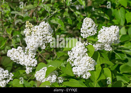 gemeinsamen Flieder (Syringa Vulgaris), blühende weiße Stockfoto