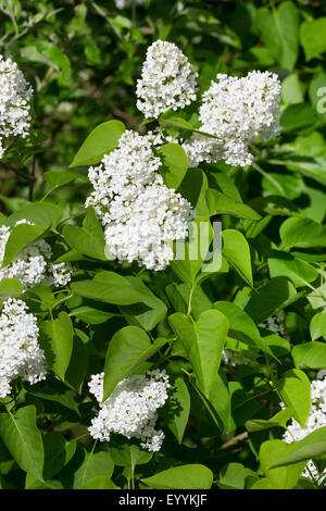 gemeinsamen Flieder (Syringa Vulgaris), blühende weiße Stockfoto